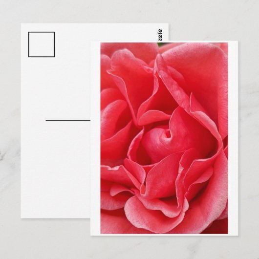 Carte postale rose (Devant / Derrière)