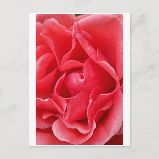 Carte postale rose (Devant)