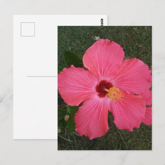 Carte postale rose (Devant / Derrière)