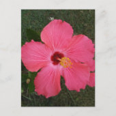 Carte postale rose (Devant)