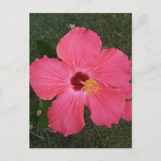 Carte postale rose (Devant)