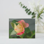 CARTE POSTALE ROSE 2 (Debout devant)