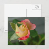 CARTE POSTALE ROSE 2 (Devant / Derrière)