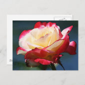 Carte Postale rose à thé hybride 'Double Delight' (Devant / Derrière)