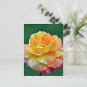 Carte Postale Rose à thé orange simple (Debout devant)