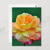 Carte Postale Rose à thé orange simple (Devant / Derrière)