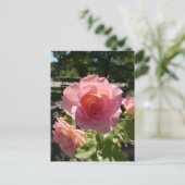 Carte postale Rose à thé rose radiant (Debout devant)