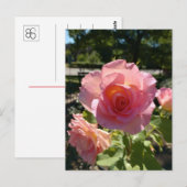 Carte postale Rose à thé rose radiant (Devant / Derrière)