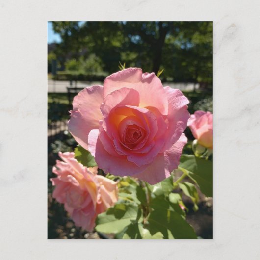 Carte postale Rose à thé rose radiant (Devant)