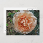 Carte Postale Rose Ambridge en pleine floraison (Devant / Derrière)