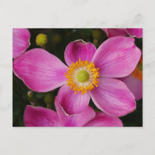 Carte postale rose Anémon