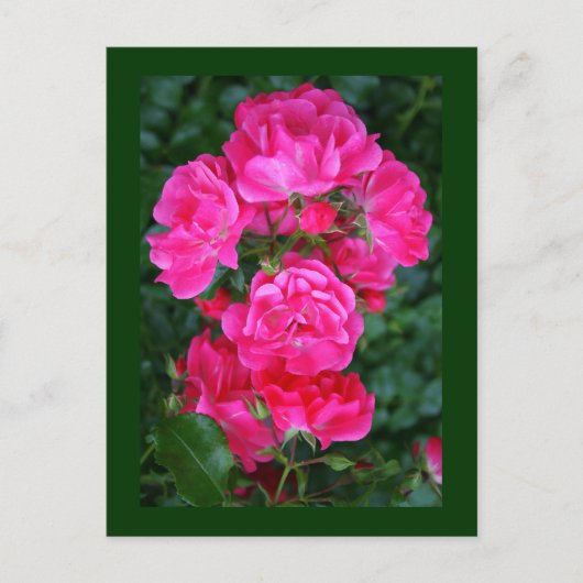 Carte Postale Rose anglais (Devant)