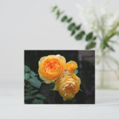 Carte Postale Rose anglais jaune (Debout devant)