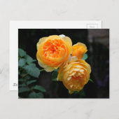 Carte Postale Rose anglais jaune (Devant / Derrière)