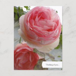 Carte postale Rose anglais personnalisable