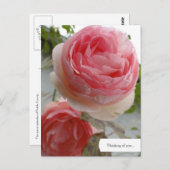 Carte postale Rose anglais personnalisable (Devant / Derrière)