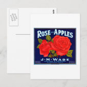 Carte Postale Rose Apples Wenatchee Washington (Devant / Derrière)