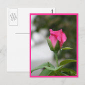 Carte Postale Rose après la pluie (Devant / Derrière)