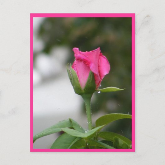 Carte Postale Rose après la pluie (Devant)