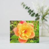 Carte Postale Rose Apricot (Debout devant)