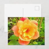 Carte Postale Rose Apricot (Devant / Derrière)