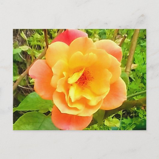 Carte Postale Rose Apricot (Devant)
