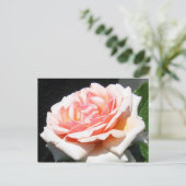 Carte Postale Rose Apricot (Debout devant)