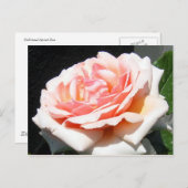 Carte Postale Rose Apricot (Devant / Derrière)
