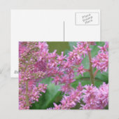 Carte postale Rose Astilbe Fleurs (Devant / Derrière)