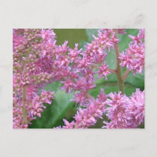 Carte postale Rose Astilbe Fleurs (Devant)