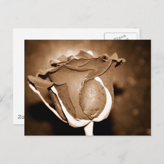 Carte Postale Rose au chocolat (Devant / Derrière)