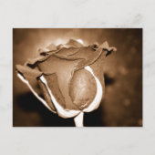 Carte Postale Rose au chocolat (Devant)