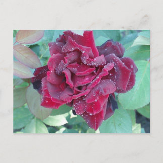 Carte Postale Rose avec rosée du matin