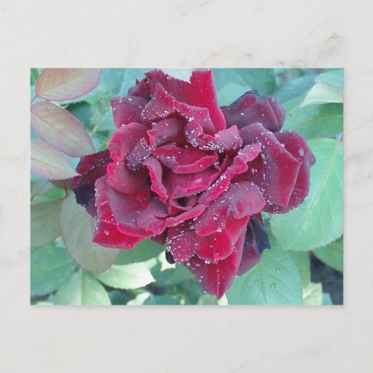Carte Postale Rose avec rosée du matin (Devant)