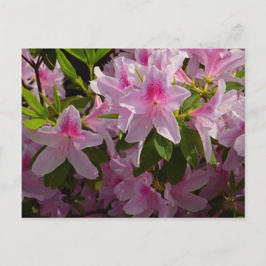 Carte Postale Rose Azalea Bush printemps floral (Devant)