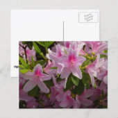 Carte Postale Rose Azalea Bush printemps floral (Devant / Derrière)