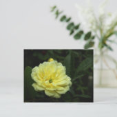 Carte postale Rose Banksia (Debout devant)