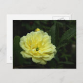 Carte postale Rose Banksia (Devant / Derrière)