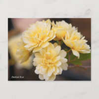 Rose Banksia [Carte postale]