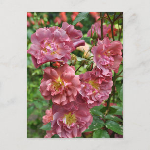 Carte Postale Rose beauté