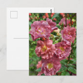 Carte Postale Rose beauté (Devant / Derrière)