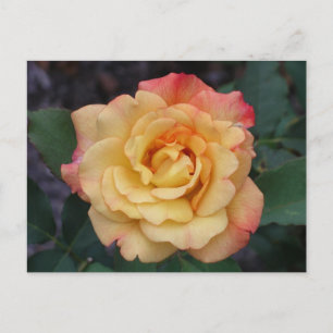 Carte Postale Rose Beautiful Pink and Yellow Floral