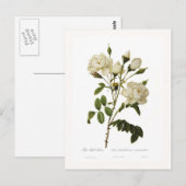 Carte Postale Rose Bell (Devant / Derrière)