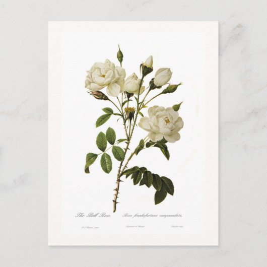 Carte Postale Rose Bell (Devant)