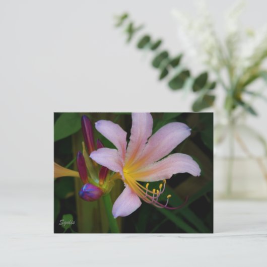 Carte postale Rose Belladonna Lily Bloom (Debout devant)