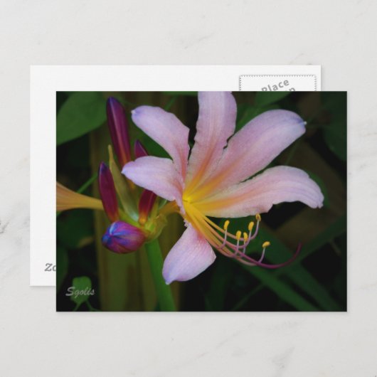 Carte postale Rose Belladonna Lily Bloom (Devant / Derrière)