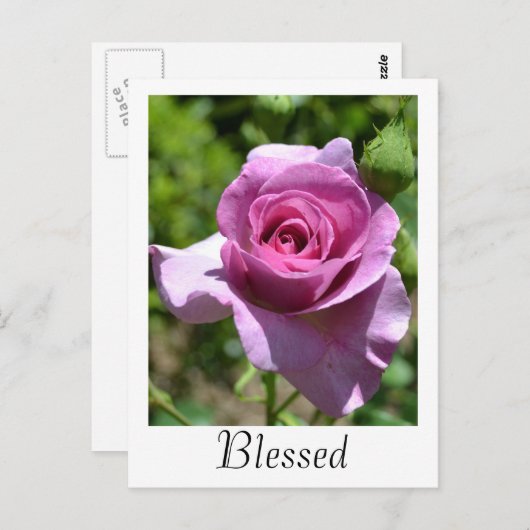 Carte postale Rose Bénédictions (Devant / Derrière)