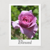 Carte postale Rose Bénédictions (Devant)