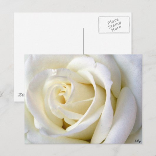 Carte Postale Rose blanc (Devant / Derrière)