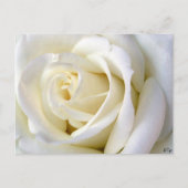 Carte Postale Rose blanc (Devant)
